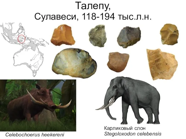 Celebochoerus heekereni Карликовый слон Stegoloxodon celebensis Талепу, Сулавеси, 118-194 тыс.л.н.