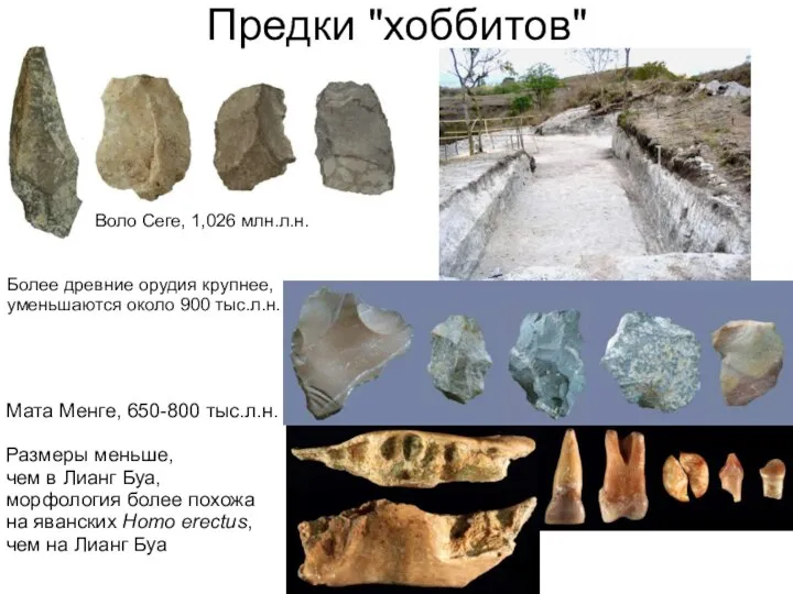 Воло Сеге, 1,026 млн.л.н. Мата Менге, 650-800 тыс.л.н. Размеры меньше, чем в