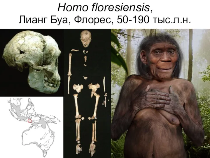 Homo floresiensis, Лианг Буа, Флорес, 50-190 тыс.л.н.