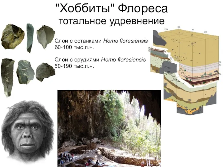 "Хоббиты" Флореса тотальное удревнение Слои с останками Homo floresiensis 60-100 тыс.л.н. Слои