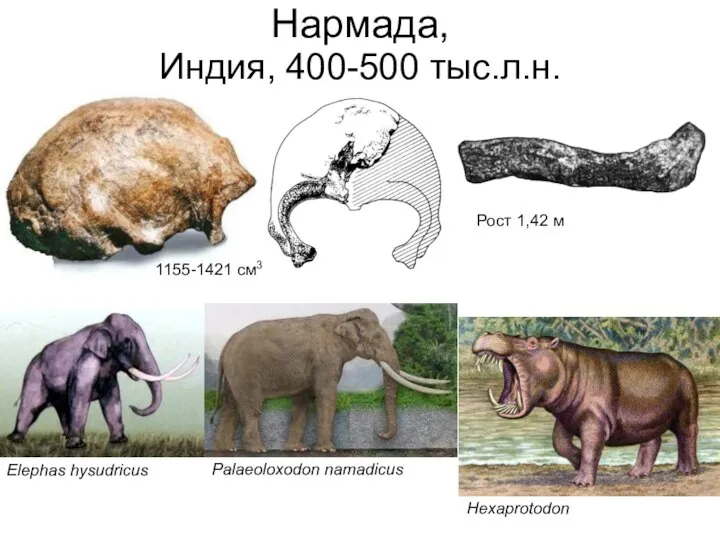 Нармада, Индия, 400-500 тыс.л.н. Hexaprotodon Elephas hysudricus Рост 1,42 м 1155-1421 см3 Palaeoloxodon namadicus