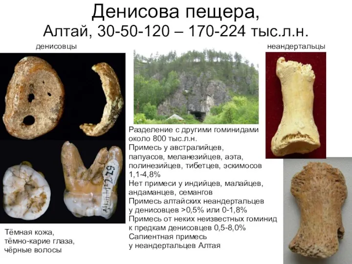 Денисова пещера, Алтай, 30-50-120 – 170-224 тыс.л.н. денисовцы Разделение с другими гоминидами