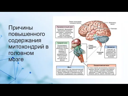 Причины повышенного содержания митохондрий в головном мозге