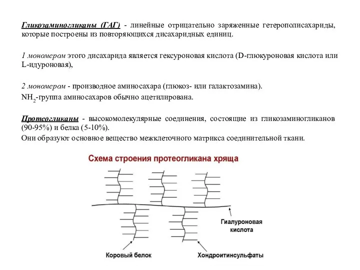 Гликозаминогликаны (ГАГ) - линейные отрицательно заряженные гетерополисахариды, которые построены из повторяющихся дисахаридных