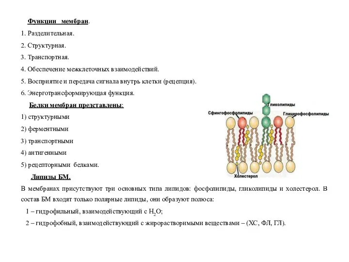 Функции мембран. 1. Разделительная. 2. Структурная. 3. Транспортная. 4. Обеспечение межклеточных взаимодействий.