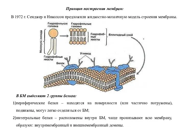 Принцип построения мембран: В 1972 г. Сенджер и Николсон предложили жидкостно-мозаичную модель