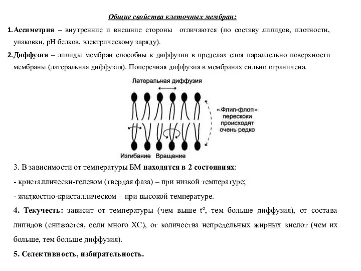 Общие свойства клеточных мембран: Ассиметрия – внутренние и внешние стороны отличаются (по