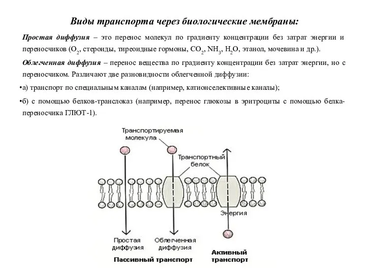 Виды транспорта через биологические мембраны: Простая диффузия – это перенос молекул по