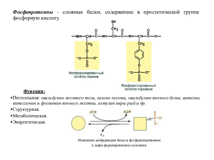 Фосфопротеины - сложные белки, содержащие в простетической группе фосфорную кислоту. Функции: Питательная: