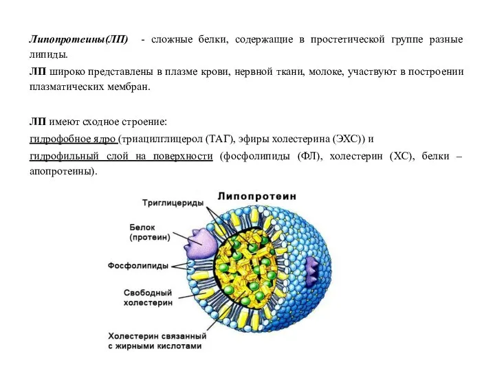 Липопротеины(ЛП) - сложные белки, содержащие в простетической группе разные липиды. ЛП широко