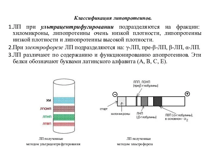 Классификация липопротеинов. ЛП при ультрацентрифугировании подразделяются на фракции: хиломикроны, липопротеины очень низкой