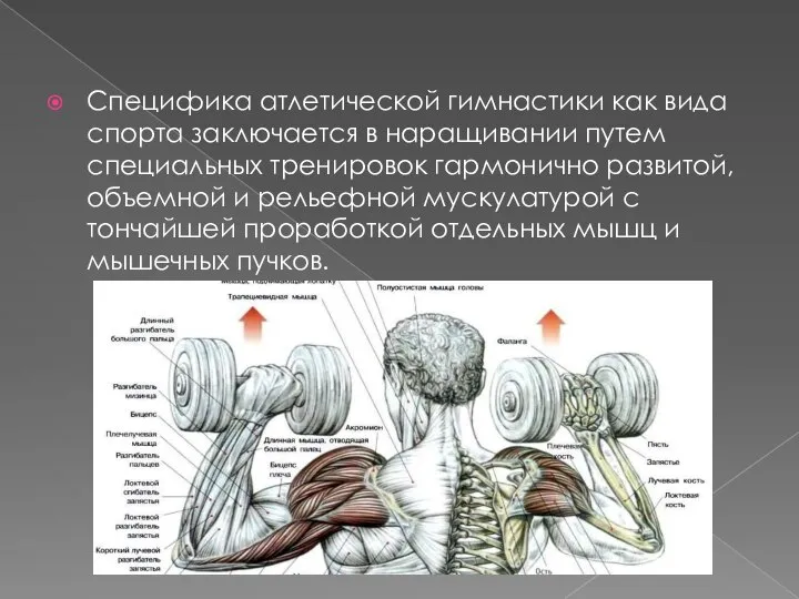 Специфика атлетической гимнастики как вида спорта заключается в наращивании путем специальных тренировок