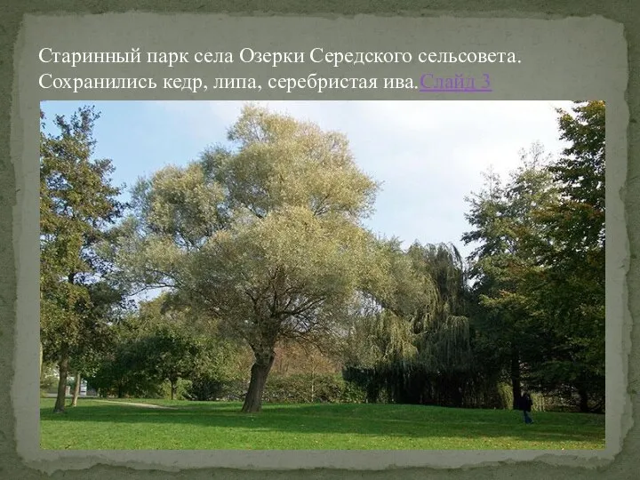 Старинный парк села Озерки Середского сельсовета. Сохранились кедр, липа, серебристая ива.Слайд 3