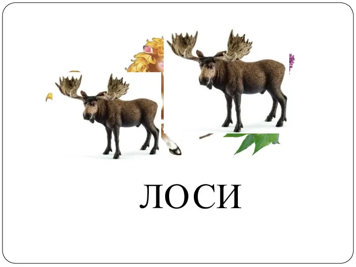 ЛО СИ