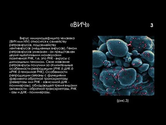 «ВИЧ» 3 Вирус иммунодефицита человека (ВИЧ или HIV) относится к семейству ретровирусов,