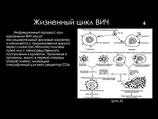 Жизненный цикл ВИЧ Инфекционный процесс при заражении ВИЧ носит последовательный фазовый характер