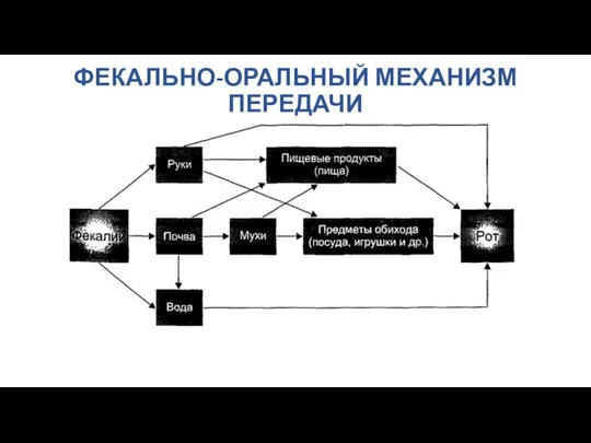 ФЕКАЛЬНО-ОРАЛЬНЫЙ МЕХАНИЗМ ПЕРЕДАЧИ