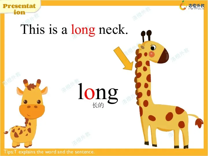 Presentation long This is a long neck. 长的 Tips: T explains the word and the sentence.