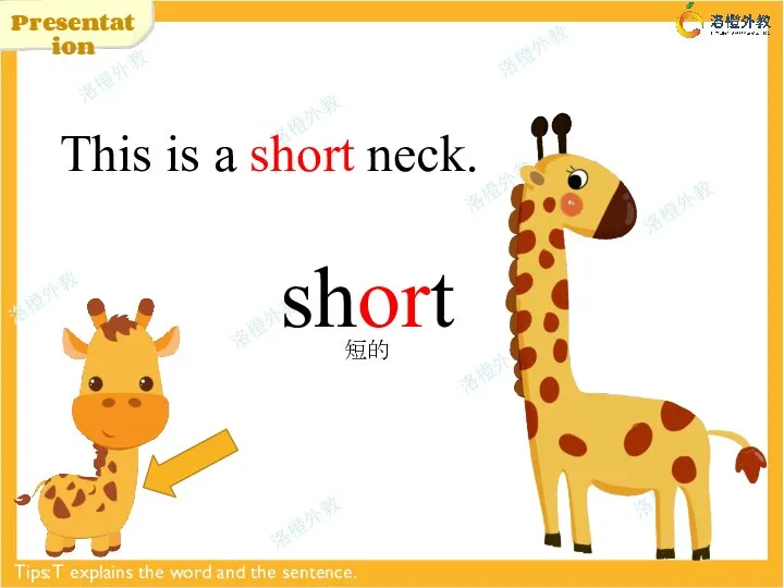 Presentation short This is a short neck. 短的 Tips: T explains the word and the sentence.
