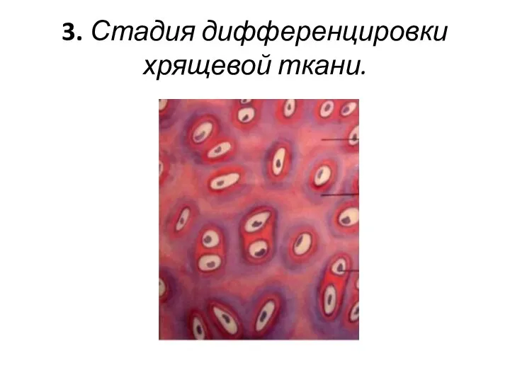 3. Стадия дифференцировки хрящевой ткани.