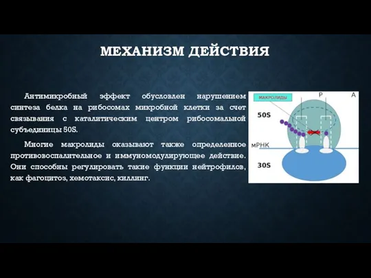 МЕХАНИЗМ ДЕЙСТВИЯ Антимикробный эффект обусловлен нарушением синтеза белка на рибосомах микробной клетки