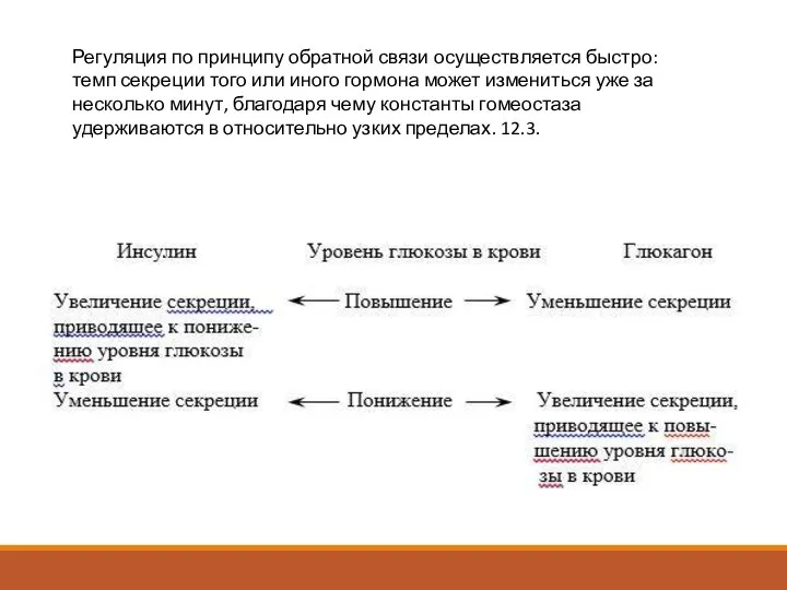 Регуляция по принципу обратной связи осуществляется быстро: темп секреции того или иного