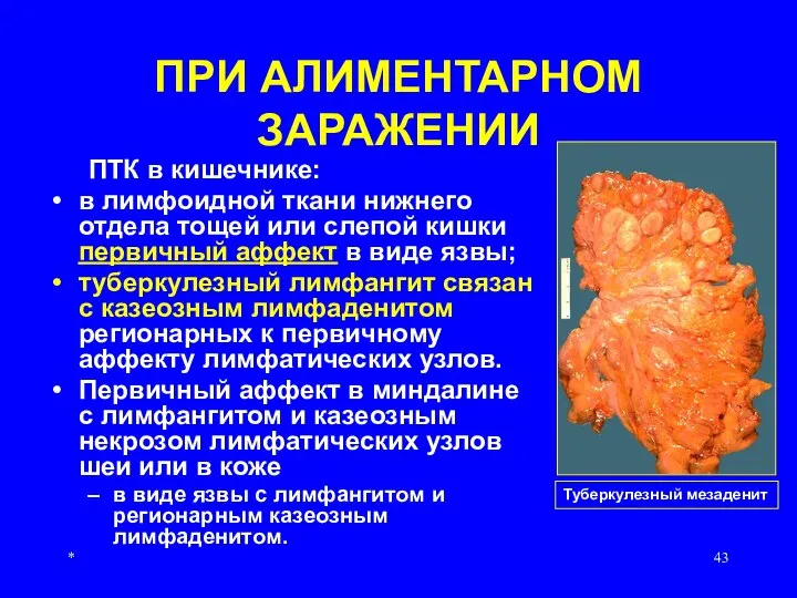 * ПРИ АЛИМЕНТАРНОМ ЗАРАЖЕНИИ ПТК в кишечнике: в лимфоидной ткани нижнего отдела