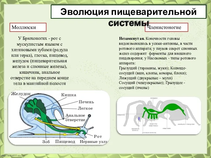 Моллюски Членистоногие Эволюция пищеварительной системы У Брюхоногих - рот с мускулистым языком