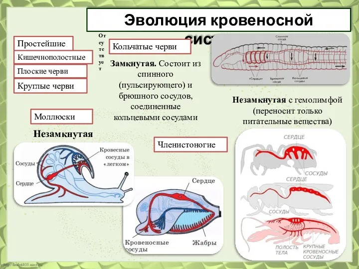 Эволюция кровеносной системы Простейшие Кольчатые черви Кишечнополостные Плоские черви Круглые черви Моллюски