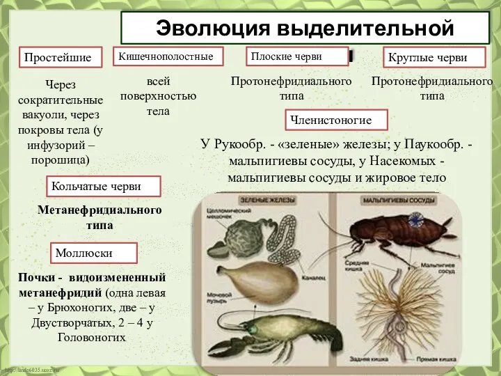 Эволюция выделительной системы Простейшие Кишечнополостные Плоские черви Круглые черви Моллюски Членистоногие Через