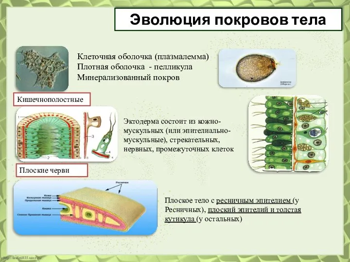 Эволюция покровов тела Клеточная оболочка (плазмалемма) Плотная оболочка - пелликула Минерализованный покров