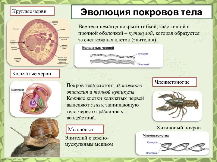 Круглые черви Все тело нематод покрыто гибкой, эластичной и прочной оболочкой –