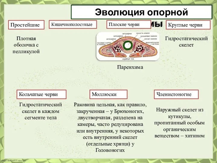 Эволюция опорной системы Простейшие Кольчатые черви Кишечнополостные Плоские черви Плотная оболочка с