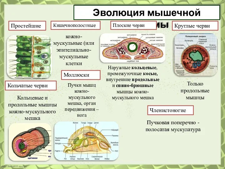 Эволюция мышечной системы Простейшие Кольчатые черви Кишечнополостные Плоские черви Круглые черви Моллюски