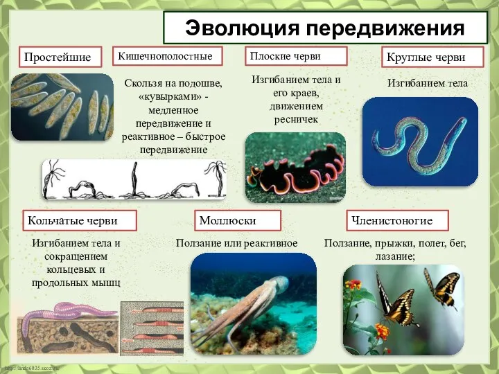 Эволюция передвижения Простейшие Кольчатые черви Кишечнополостные Плоские черви Круглые черви Моллюски Членистоногие