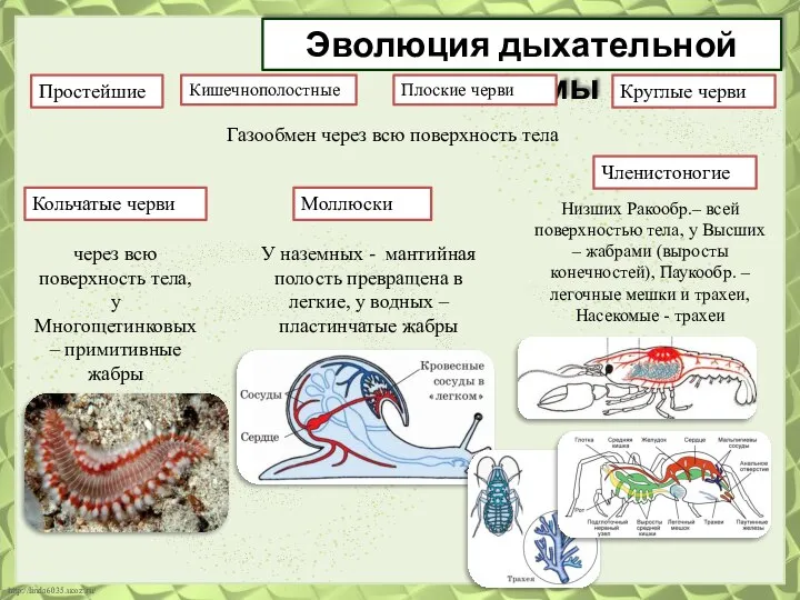 Эволюция дыхательной системы Простейшие Кольчатые черви Кишечнополостные Плоские черви Круглые черви Моллюски