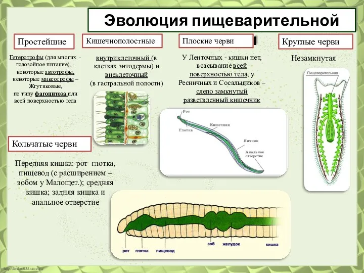 Эволюция пищеварительной системы Простейшие Кольчатые черви Кишечнополостные Плоские черви Круглые черви Гетеротрофы