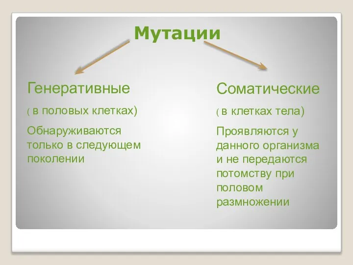 Мутации Генеративные ( в половых клетках) Обнаруживаются только в следующем поколении Соматические