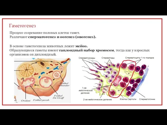 Гаметогенез Процесс созревание половых клеток гамет. Различают сперматогенез и оогенез (овогенез). В