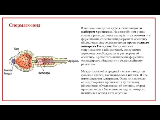 Сперматозоид В головке находится ядро с гаплоид­ным набором хромосом. На заострён­ном конце