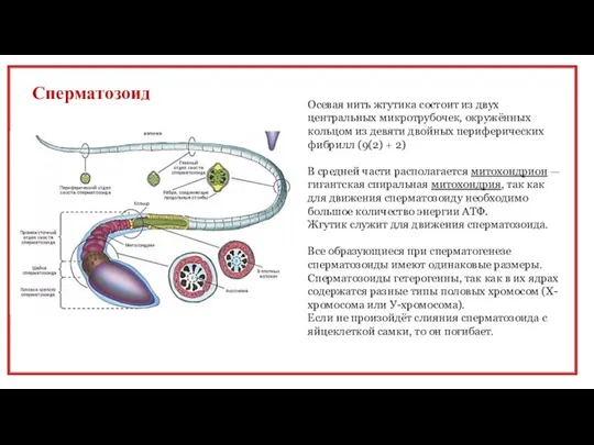 Сперматозоид Осевая нить жгутика состоит из двух центральных микротрубочек, окружённых кольцом из