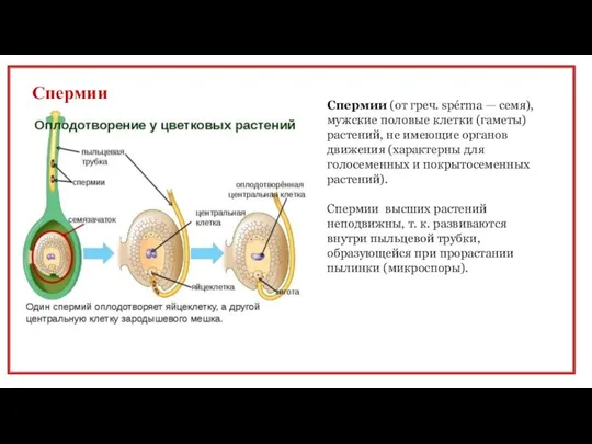 Спермии Спермии (от греч. spérma — семя), мужские половые клетки (гаметы) растений,