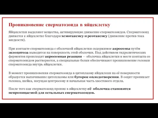 Проникновение сперматозоида в яйцеклетку Яйцеклетки выделяют вещества, активирующие движение сперма­тозоидов. Сперматозоид движется