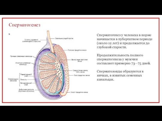 Сперматогенез Сперматогенез у человека в норме начинается в пубертатном периоде (около 12