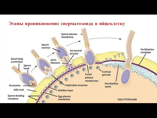 Этапы проникновение сперматозоида в яйцеклетку