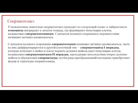 Сперматогенез У позвоночных животных сперматогенез проходит по следующей схеме: в эмбриогенезе гоноциты