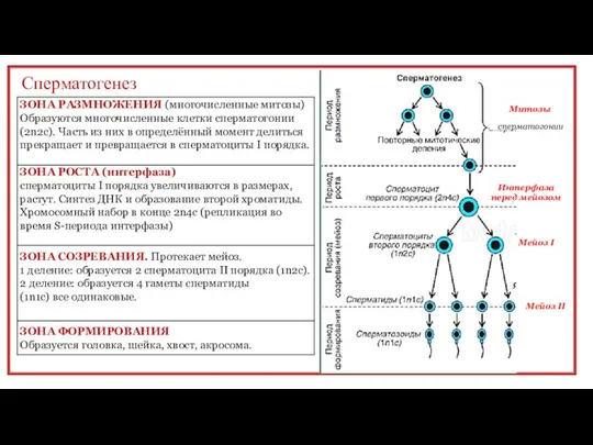 Сперматогенез сперматогонии Митозы Интерфаза перед мейозом Мейоз I Мейоз II