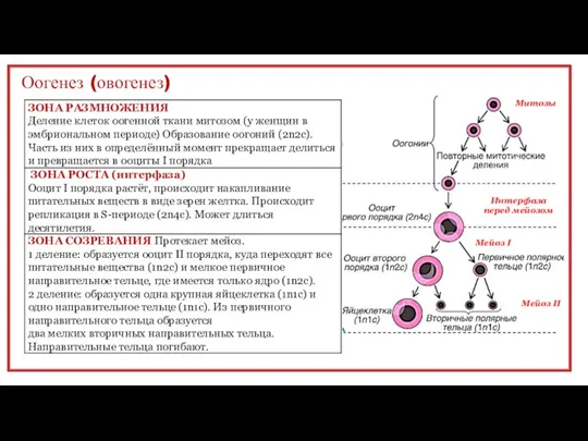 Оогенез (овогенез) Митозы Интерфаза перед мейозом Мейоз I Мейоз II