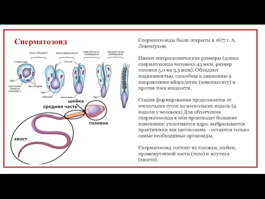 Сперматозоид Сперматозоиды были открыты в 1677 г. А. Левенгуком. Имеют микроскопические размеры