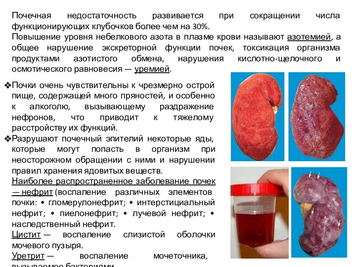 Почечная недостаточность развивается при сокращении числа функционирующих клубочков более чем на 30%.